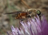 Pangonius (Pangonius) sp.