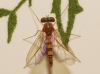 Sciapus sp.