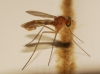 Sciapus sp.