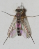 Sciapus sp. Zeller, 1842