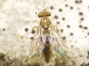 Sciapus sp. Zeller, 1842