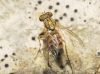 Sciapus sp. Zeller, 1842