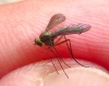 Sciapus sp. Zeller, 1842