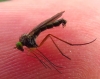 Sciapus sp. Zeller, 1842