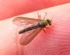 Sciapus sp. Zeller, 1842