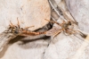 Stenopogon sp. Stenopogon sp.