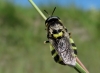 Stratiomys hispanica (Pleske, 1901)