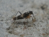 Tachydromia sp. Tachydromia sp.