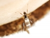 Tachydromia sp. Meigen, 1803 Tachydromia sp. Meigen, 1803