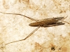 Aquarius cf. najas