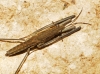 Aquarius cf. najas