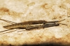 Aquarius cf. najas