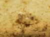 Micronecta sp.