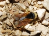 Notonecta maculata Notonecta maculata