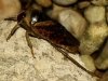 Notonecta maculata Notonecta maculata