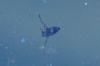 Notonecta sp. Notonecta sp.