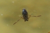 Notonecta sp. Notonecta sp.