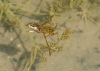 Notonecta sp. Notonecta sp.