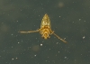 Notonecta sp. Notonecta sp.