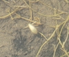 Notonecta sp. Notonecta sp.