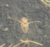 Notonecta sp. Notonecta sp.