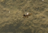 Notonecta sp. Notonecta sp.