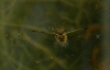 Notonecta sp. Notonecta sp.