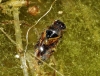 Notonecta cf. maculata Notonecta cf. maculata
