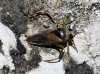 Notonecta maculata Notonecta maculata