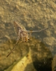 Notonecta sp. Notonecta sp.
