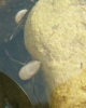 Notonecta sp. Notonecta sp.