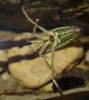 Notonecta sp. Notonecta sp.