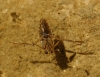 Notonecta sp. Notonecta sp.
