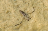 Notonecta sp. Notonecta sp.
