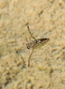 Notonecta sp. Notonecta sp.