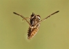 Notonecta sp. Notonecta sp.