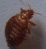 Cimex lectularius