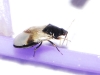 Orius sp. Orius sp.