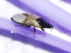 Orius sp. Orius sp.