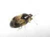 Orius sp. Orius sp.
