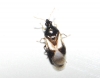 Orius sp. Orius sp.