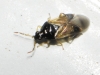 Orius sp. Orius sp.