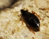 Xylocoris cursitans