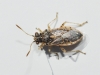 Brachycarenus tigrinus Brachycarenus tigrinus