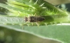 Brachycarenus tigrinus Brachycarenus tigrinus