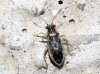 Brachycarenus tigrinus Brachycarenus tigrinus