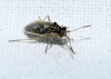Brachycarenus tigrinus Brachycarenus tigrinus