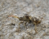 Centrocoris sp. Centrocoris sp.