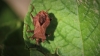 Coreus marginatus