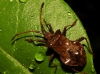 Coreus marginatus